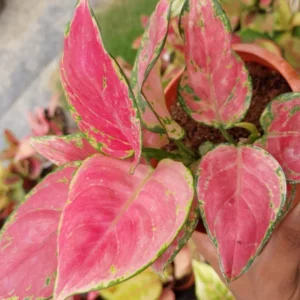 Aglonima Pink