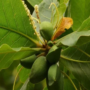 Almond