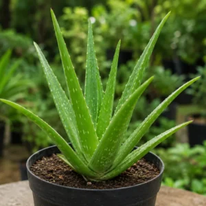 Aloe Vera