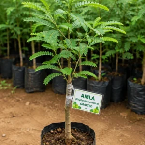 Amla Grafted