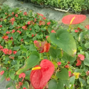 Anthurium Red,pink,white