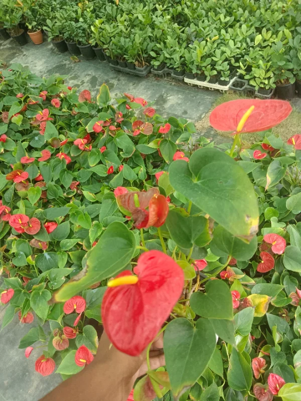 Anthurium Red,pink,white