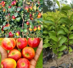 Apple Bogori