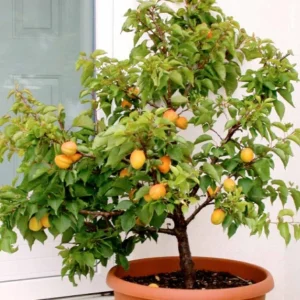 Apricut