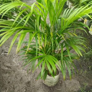 Arica Palm