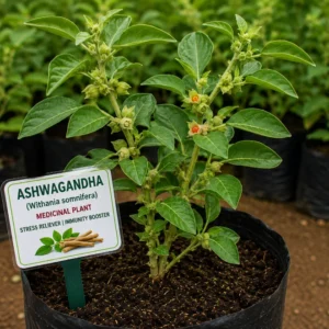 Ashwaganda