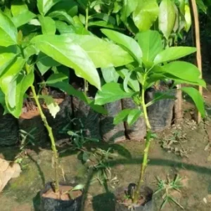 Avocado Grafting