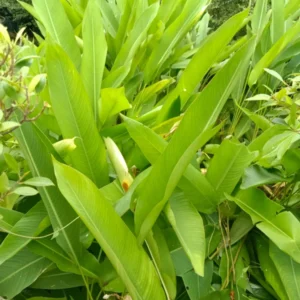 Bird Of Paradise