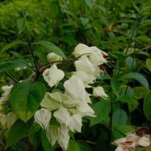 Bleeding Heart
