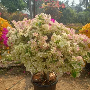 Bouganvellia Multicolour,grafted