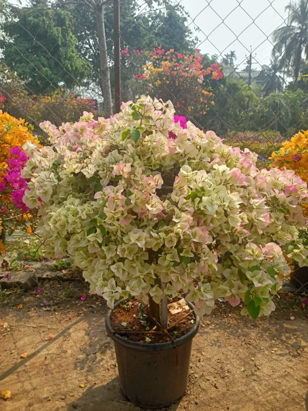 Bouganvellia Multicolour,grafted