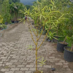 Buddisht Bamboo