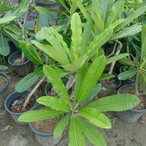 Champa