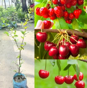 Cherry Grafted