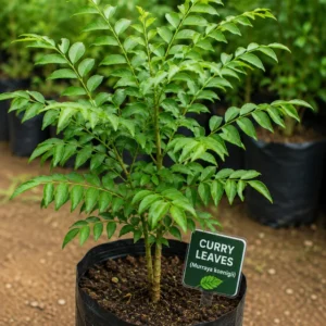 Curry Leaves