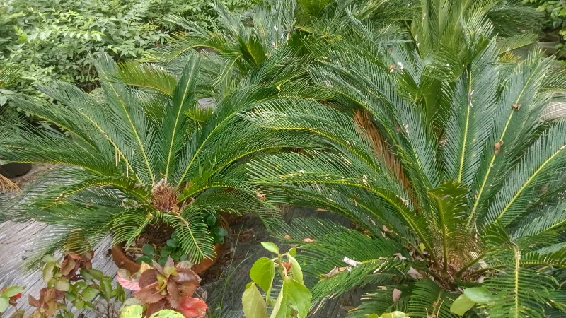 Cycus