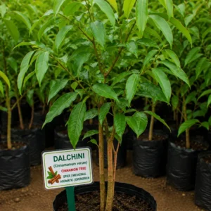 Dalchini Plant