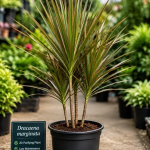 Dracena MaRGINATA