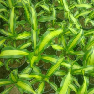 Draecena Victoria
