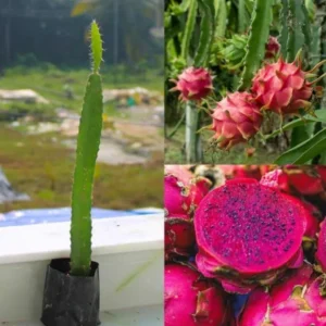 Dragon Fruit