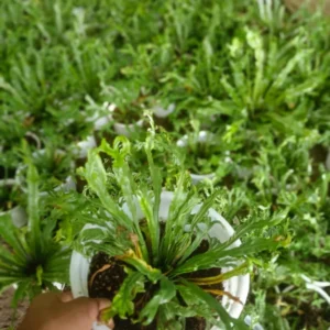 FISHTAIL FERN