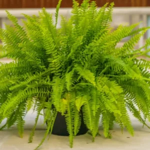 Fern