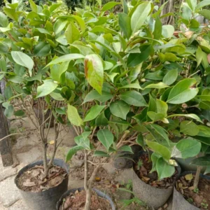 Ficus