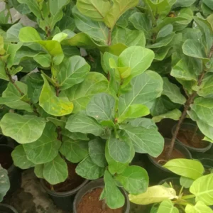Fiddle Fig