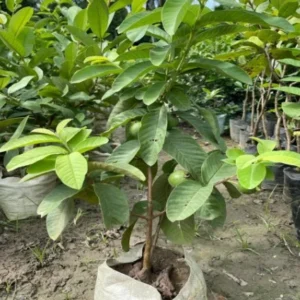 Guava K G