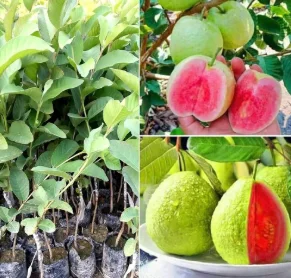Guava Thai Pink