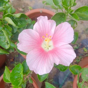 Hibiscus Dwarf