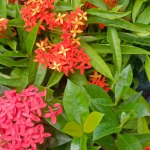 Ixora