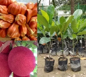 Jackfruit THAI PINK
