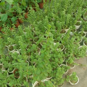 Jade Plant