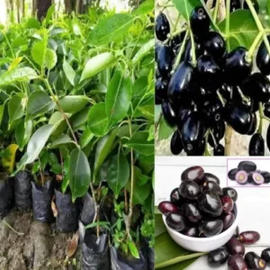 Jamun