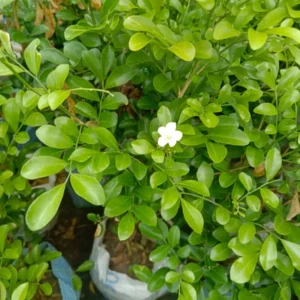 Kamini