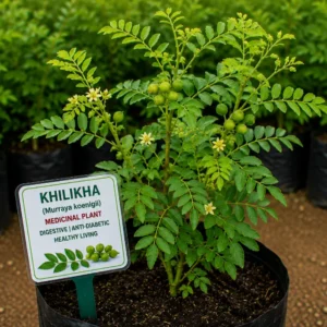 Khilikha