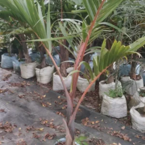 Latina Palm