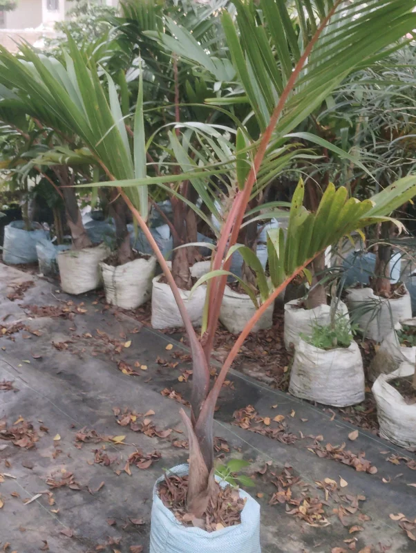 Latina Palm