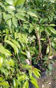 Litchi Tezzpuri Seedless