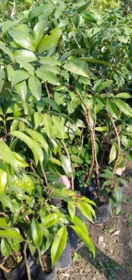 Litchi Tezzpuri Seedless