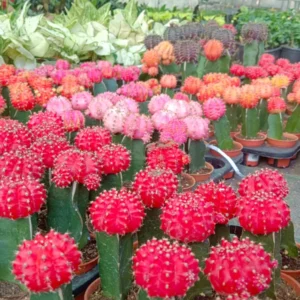 MOON CACTUS