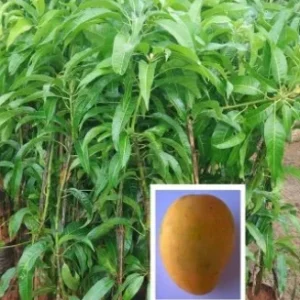 Mango Alphonso