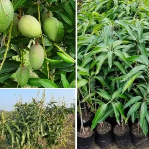 Mango Amrapali