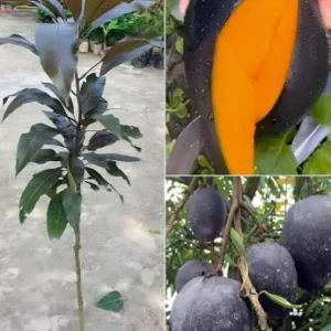 Mango Black Stone
