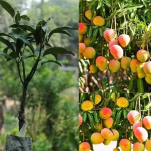 Mango Himsagar