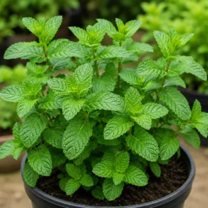 Mint