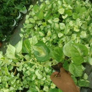 Money Plant