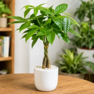 Money Tree