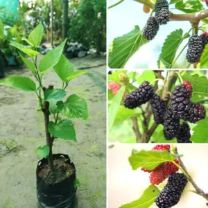 Mulberry